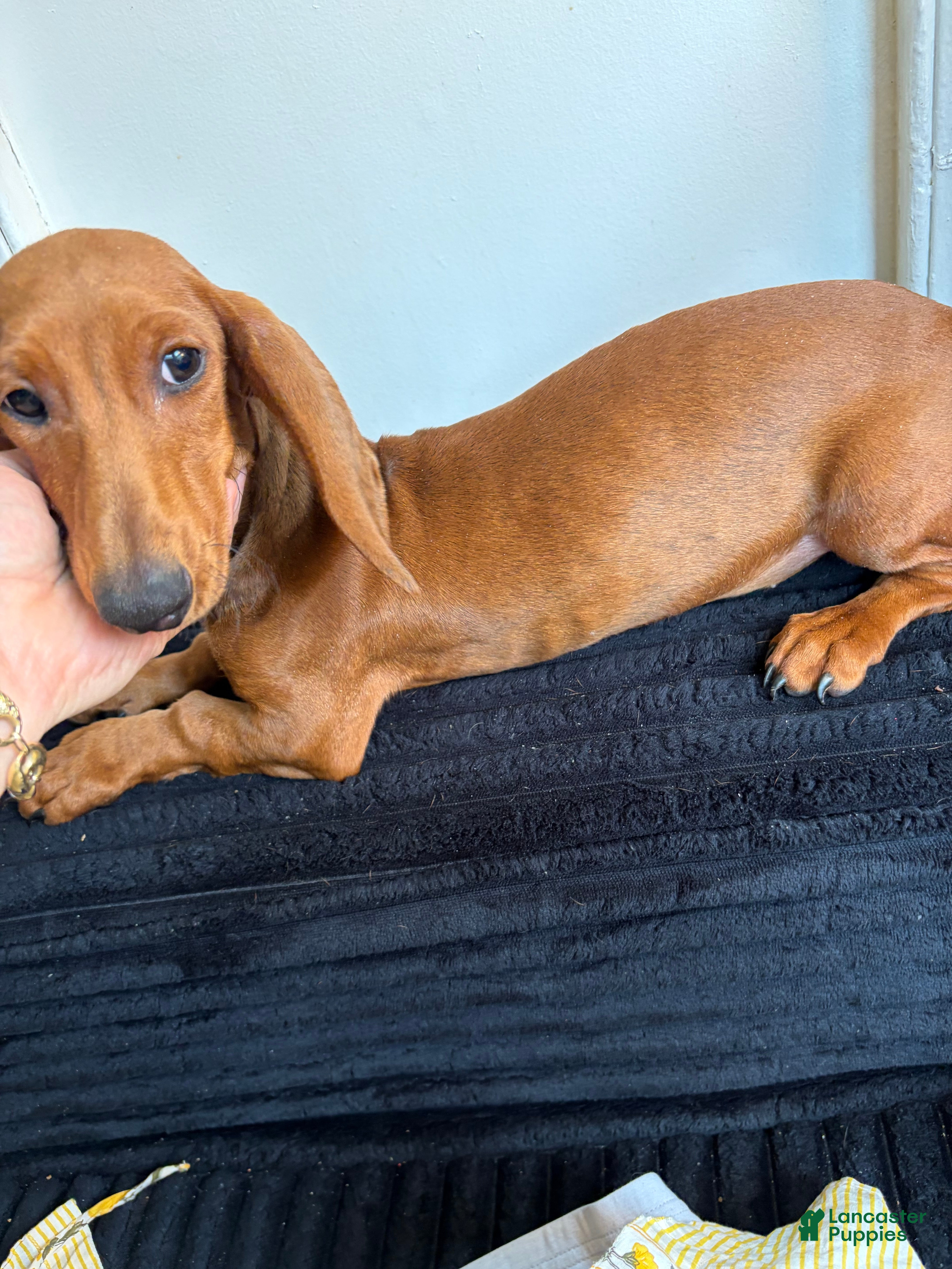 Dachshund dogs Dachshund Puppy 1 - Ad 24