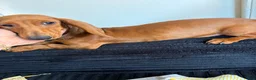 Dachshund dogs for sale: Dachshund Puppy 1 - Ad 2