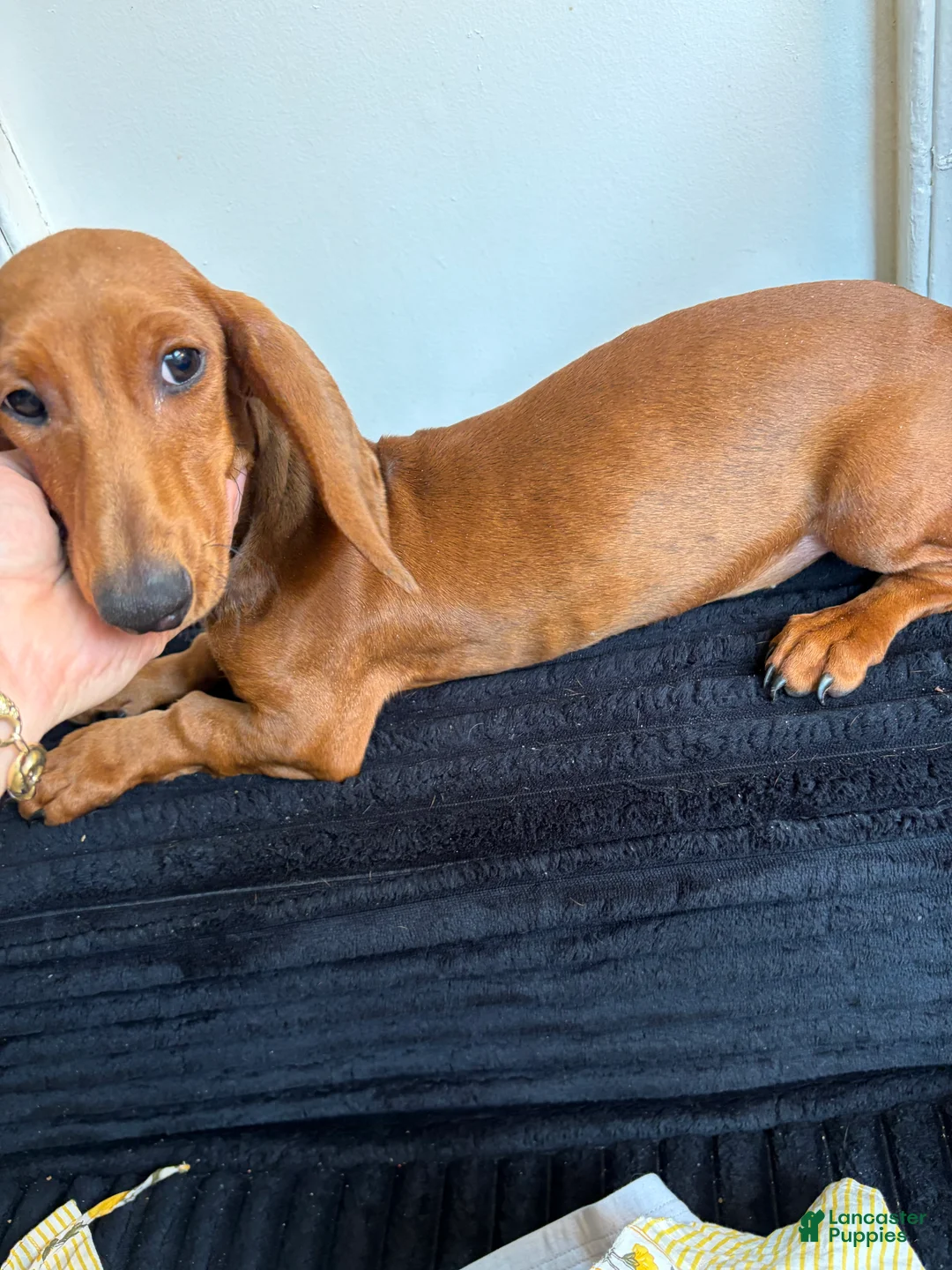 Dachshund dogs for sale: Dachshund Puppy 1 - Ad 2
