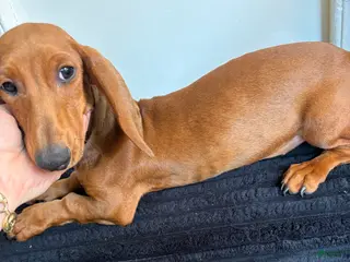 Dachshund dogs Dachshund Puppy 1 - Ad 24