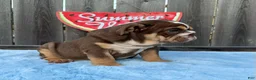 English Bulldog dogs for sale: Kelly - Ad 5