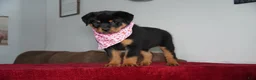Rottweiler dogs for sale: Gabby - Ad 3