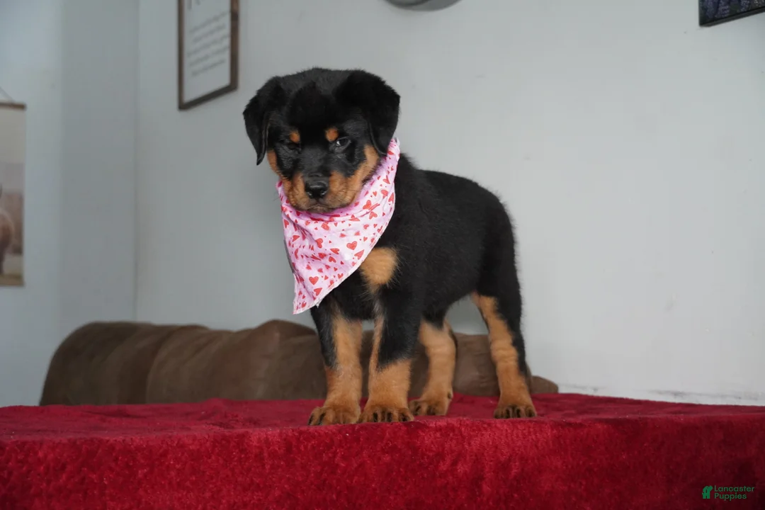 Rottweiler dogs for sale: Gabby - Ad 3