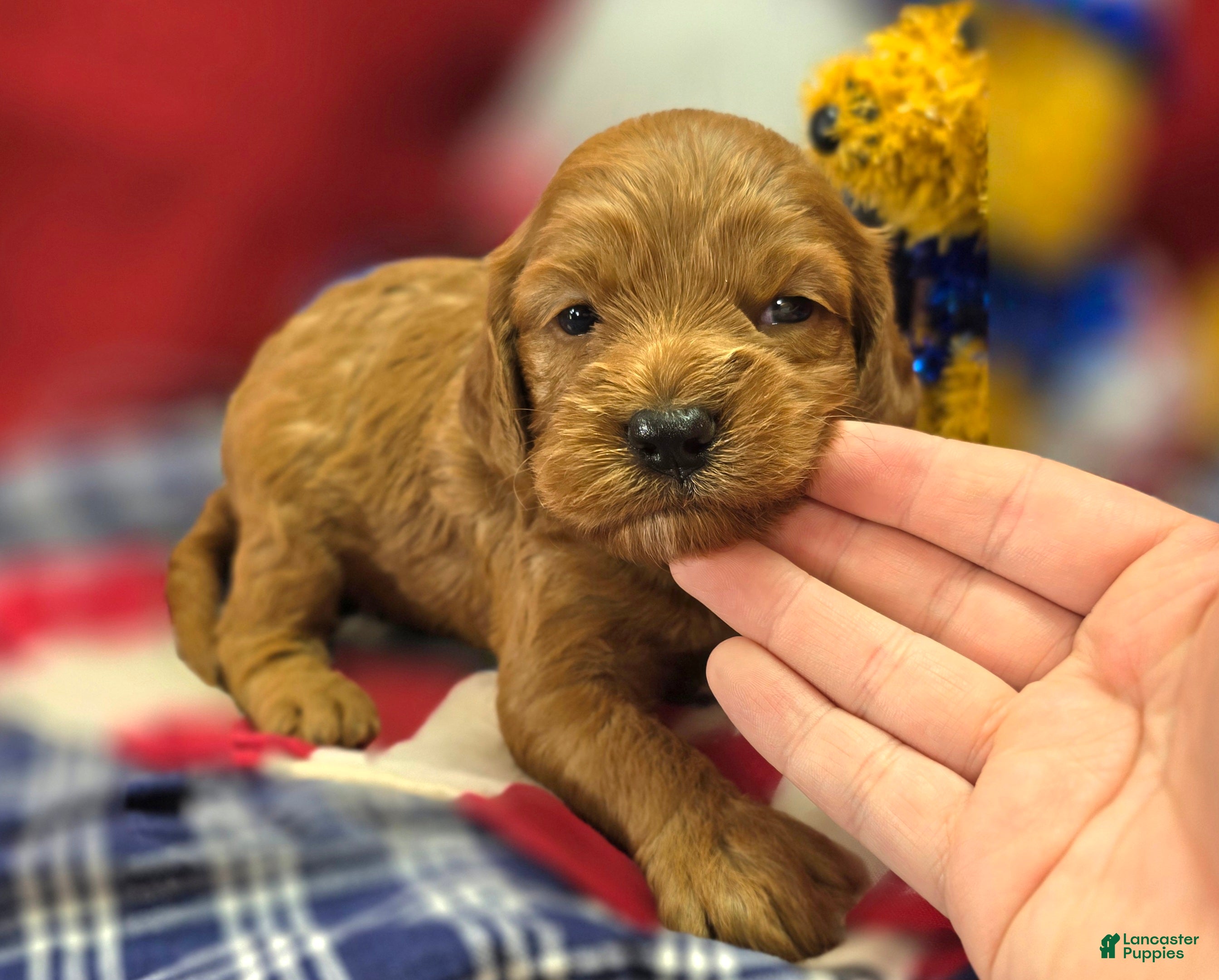 Cockapoo dogs Daffodil - Ad 21