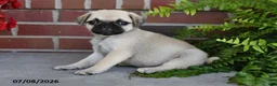 Puggle dogs for sale: Poppy - Ad 5