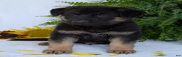 German Shepherd dogs for sale: Bullet  - Ad 23
