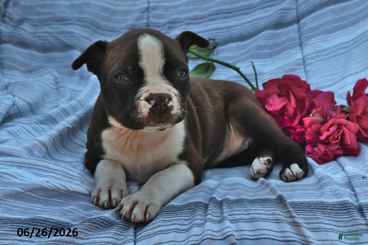 Boston Terrier dogs Ellie Red and White - Ad 2