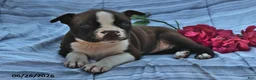 Boston Terrier dogs for sale: Ellie Red and White - Ad 2