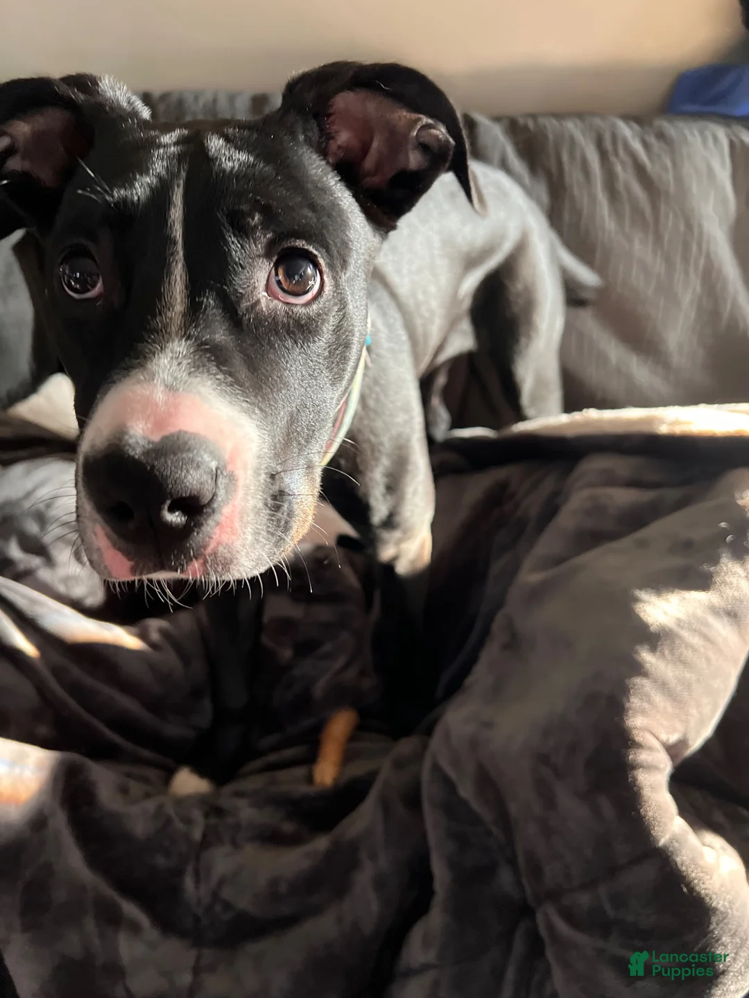 Mixed Breed dogs for sale: Mixed Breed 9 - Ad 6