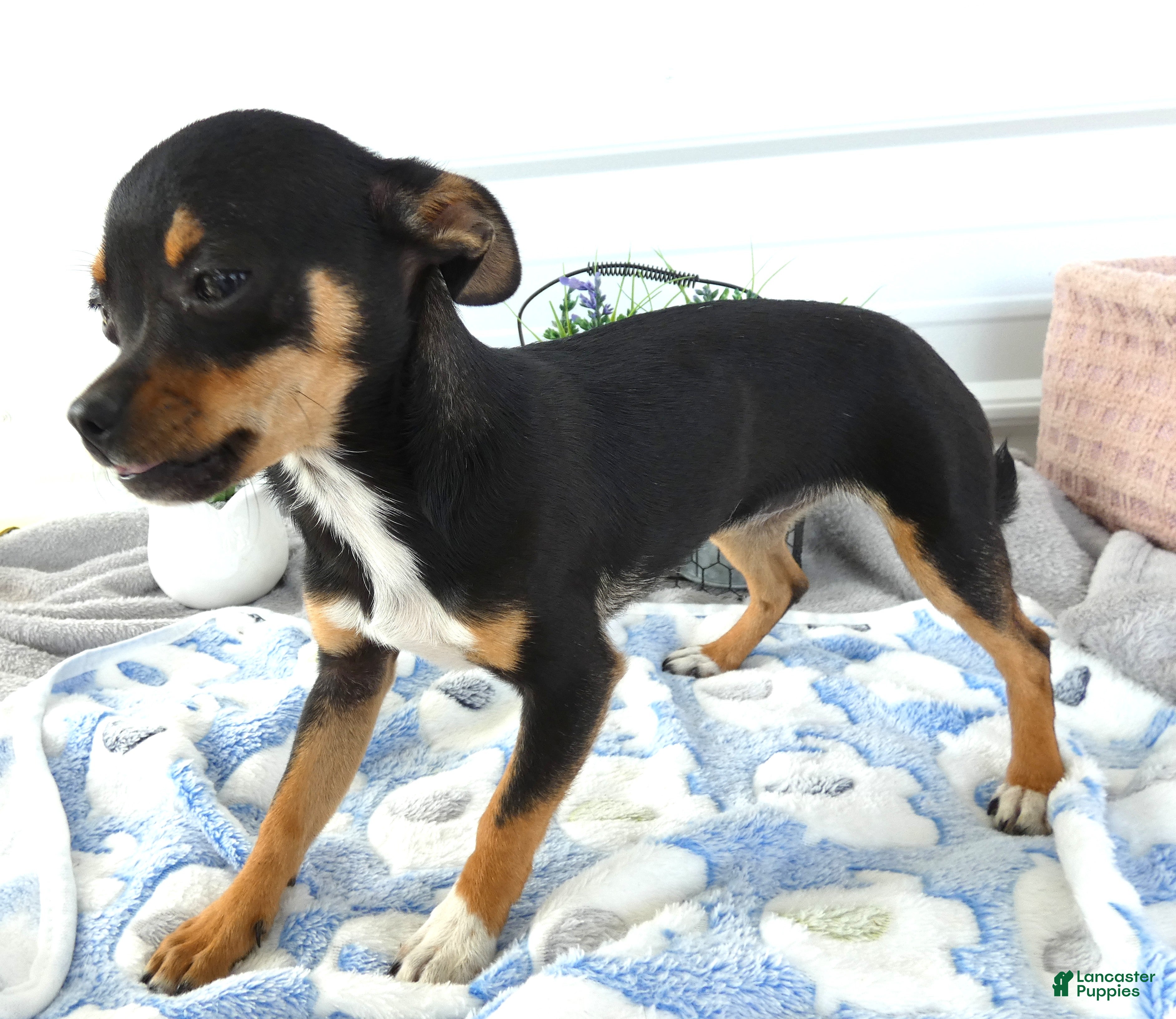 Chihuahua dogs Chihuahua 2 Chelsea - Ad 37