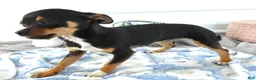 Chihuahua dogs for sale: Chihuahua 2 Chelsea - Ad 1