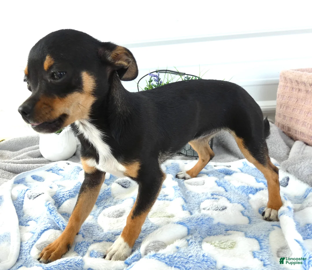 Chihuahua dogs for sale: Chihuahua 2 Chelsea - Ad 1