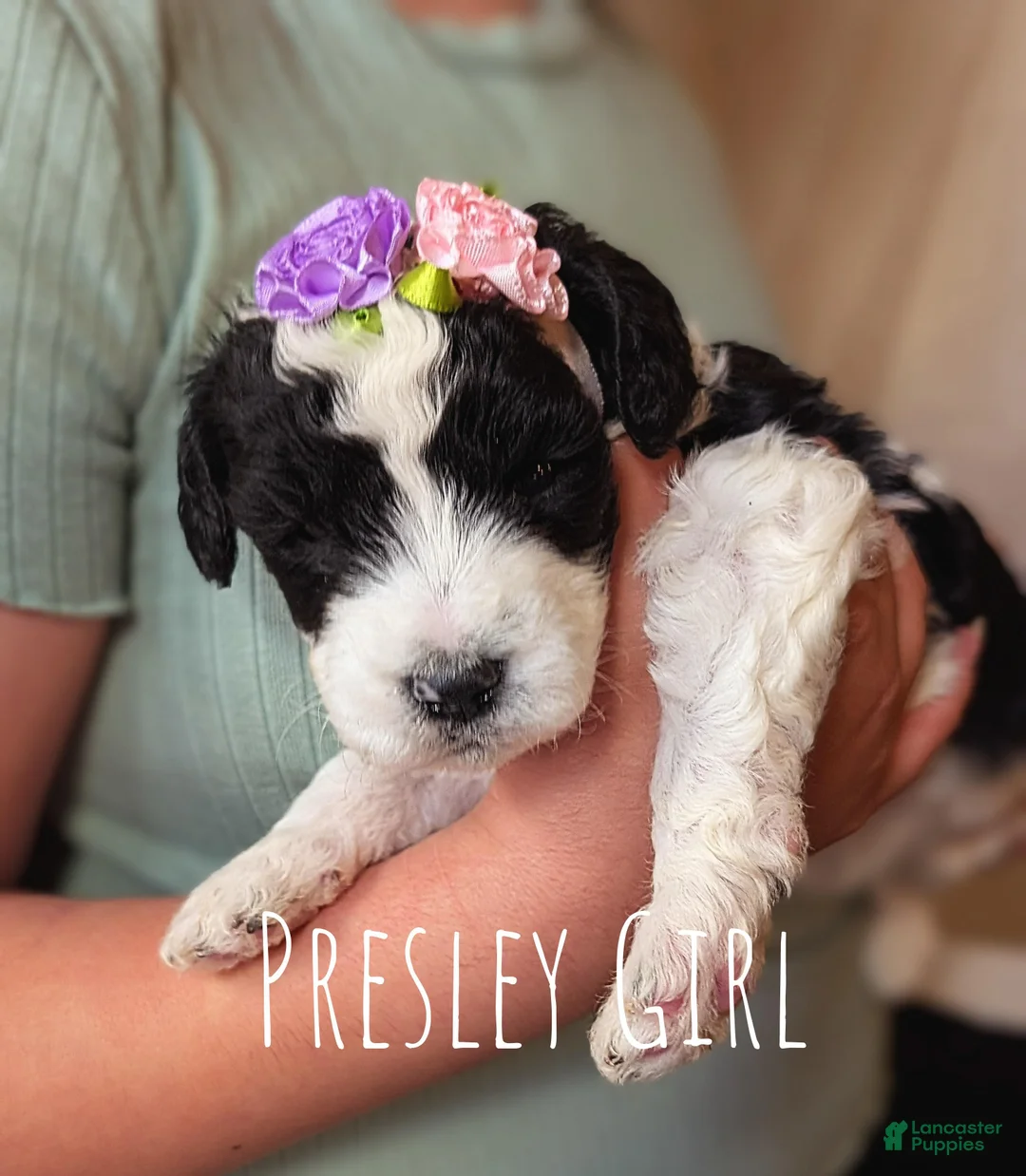 Mixed Breed dogs for sale: PRESLEY GIRL - Ad 6