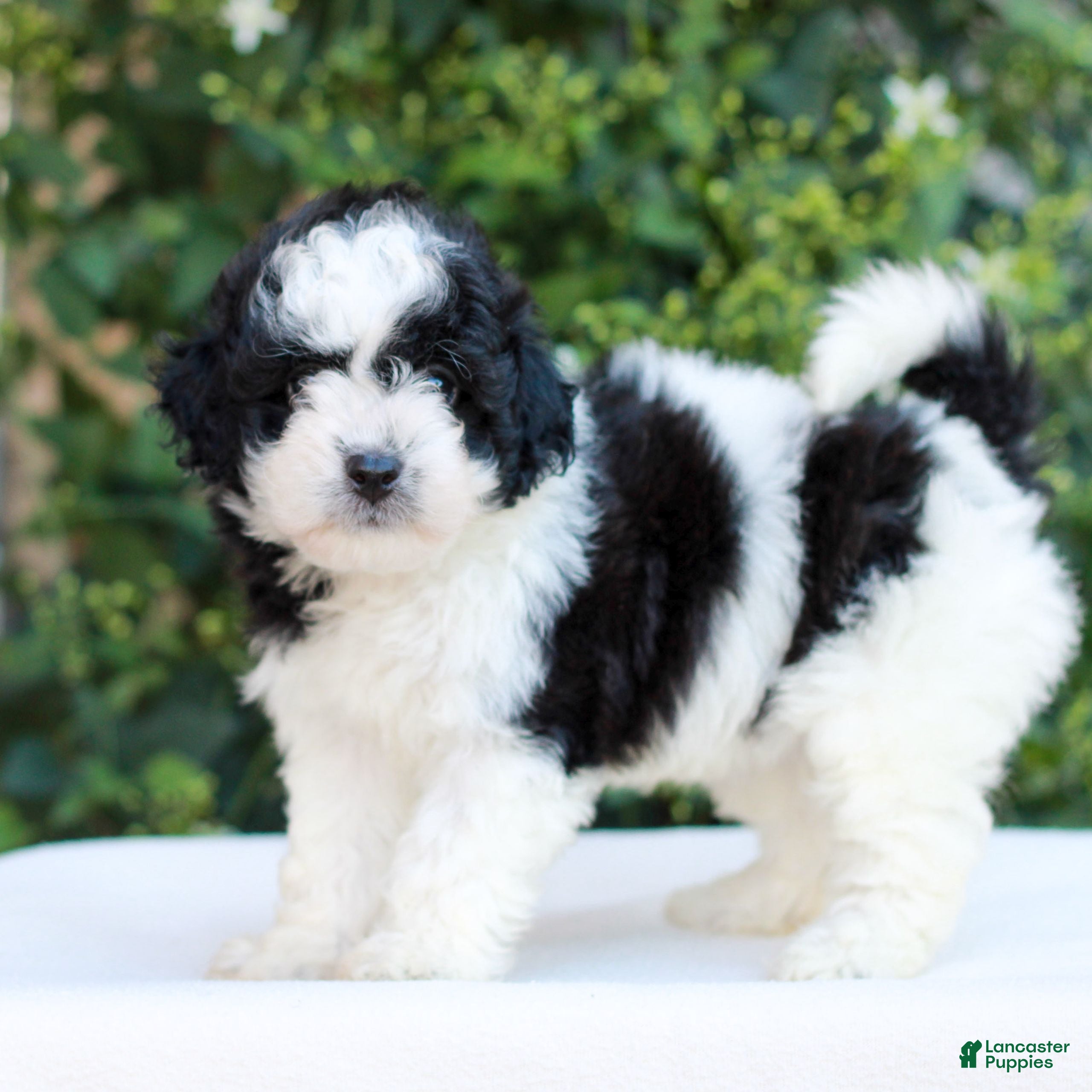 Havapoo dogs Remmie  - Ad 2