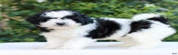 Havapoo dogs for sale: Remmie  - Ad 2