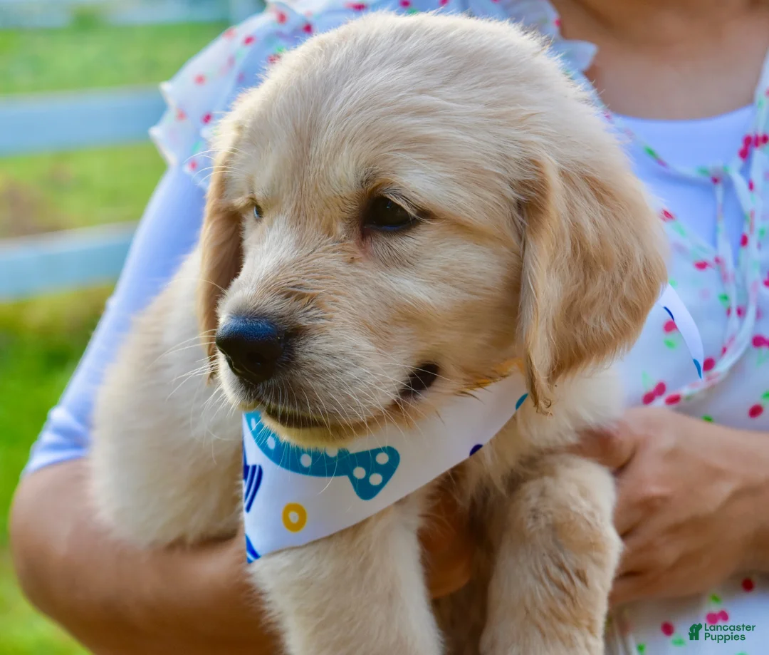 Golden Retriever dogs for sale: Blue and White Scarf Girl 5 - Ad 2