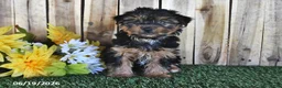 Yorkshire Terrier dogs for sale: Bentley - Ad 2