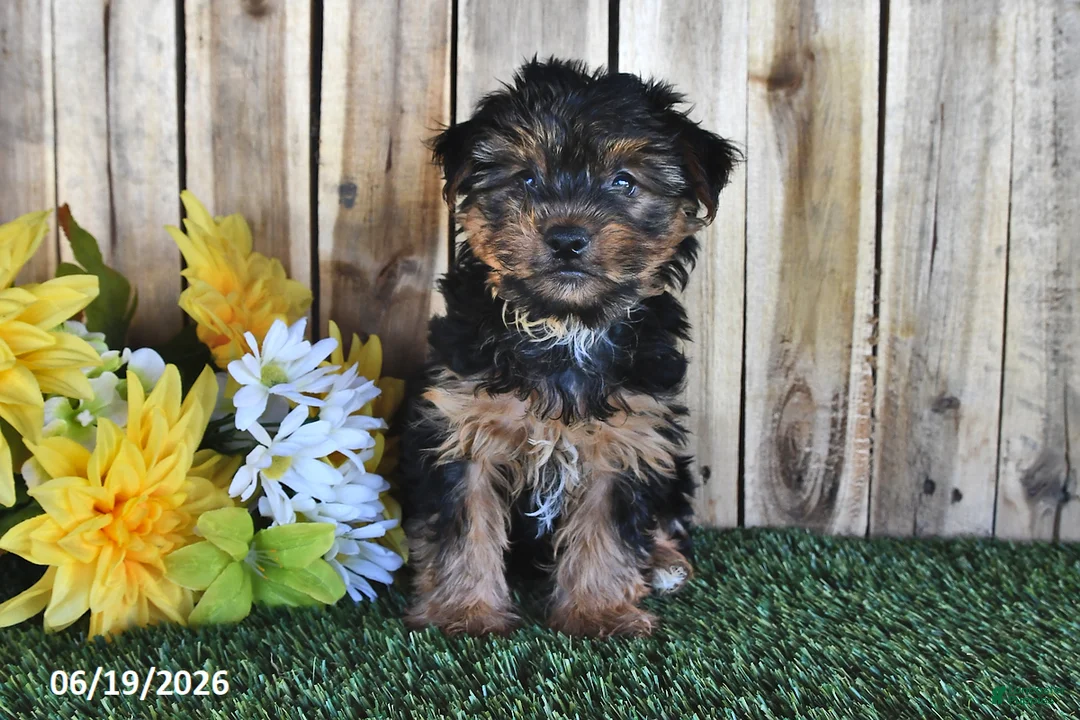 Yorkshire Terrier dogs for sale: Bentley - Ad 2