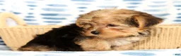 Yorkshire Terrier dogs for sale: Ginger - Ad 3