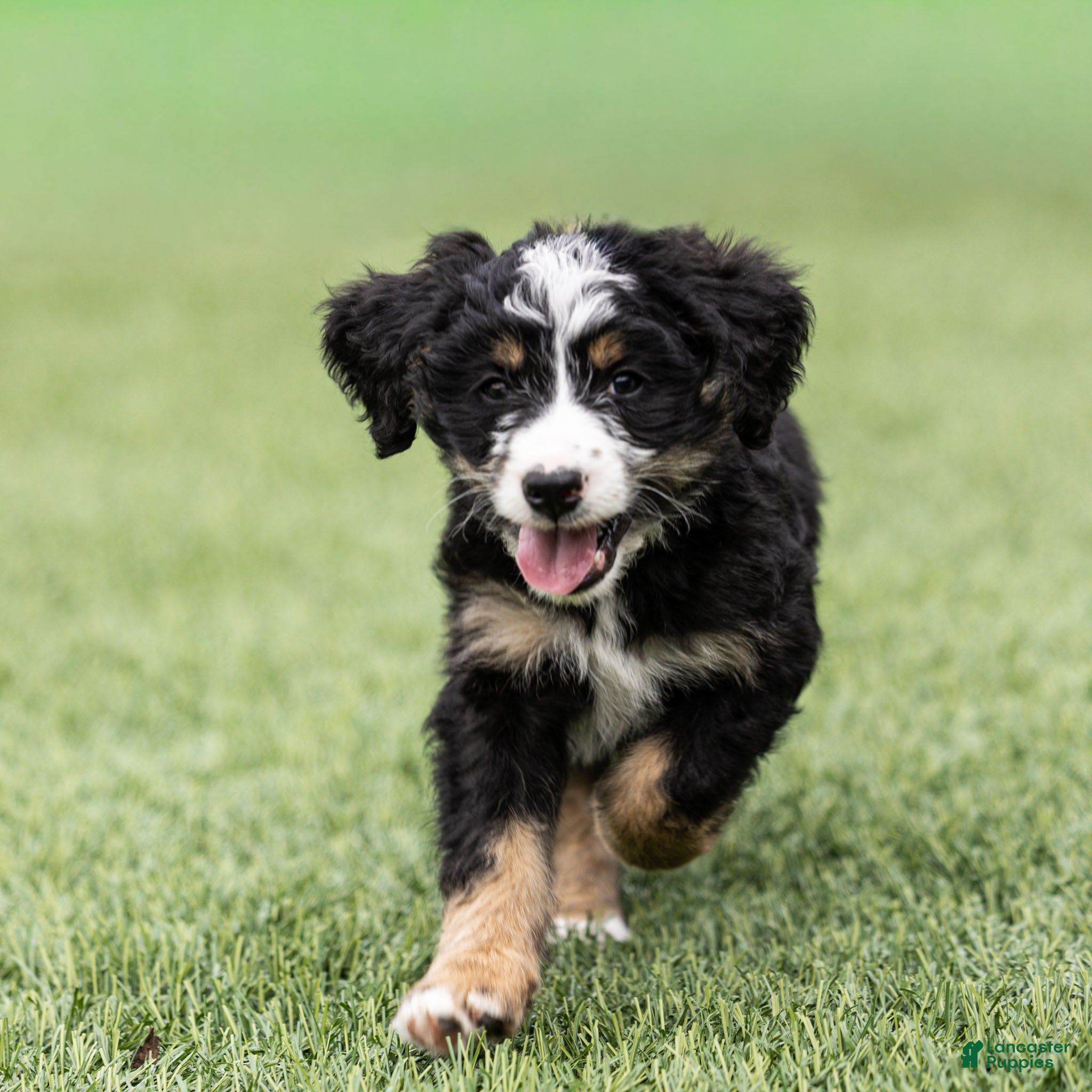 Bernedoodle dogs Rhett Bernedoodle Puppy  - Ad 1