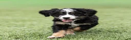 Bernedoodle dogs for sale: Rhett Bernedoodle Puppy  - Ad 6
