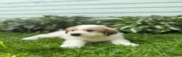 Great Pyrenees dogs for sale: Rover - Ad 19