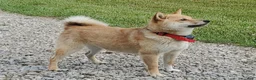 Shiba Inu dogs for sale: Hugo - Ad 3