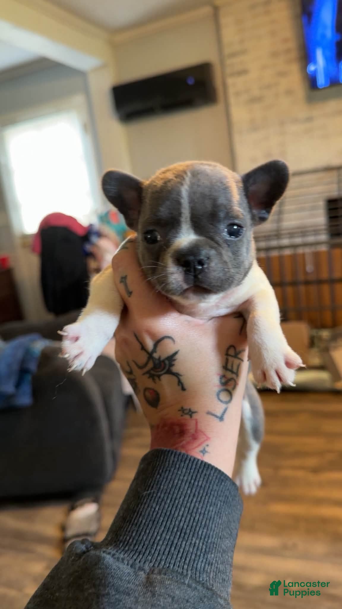 Mixed Breed dogs Princess - Ad 1