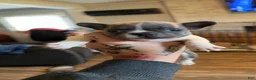 Mixed Breed dogs for sale: Princess - Ad 1