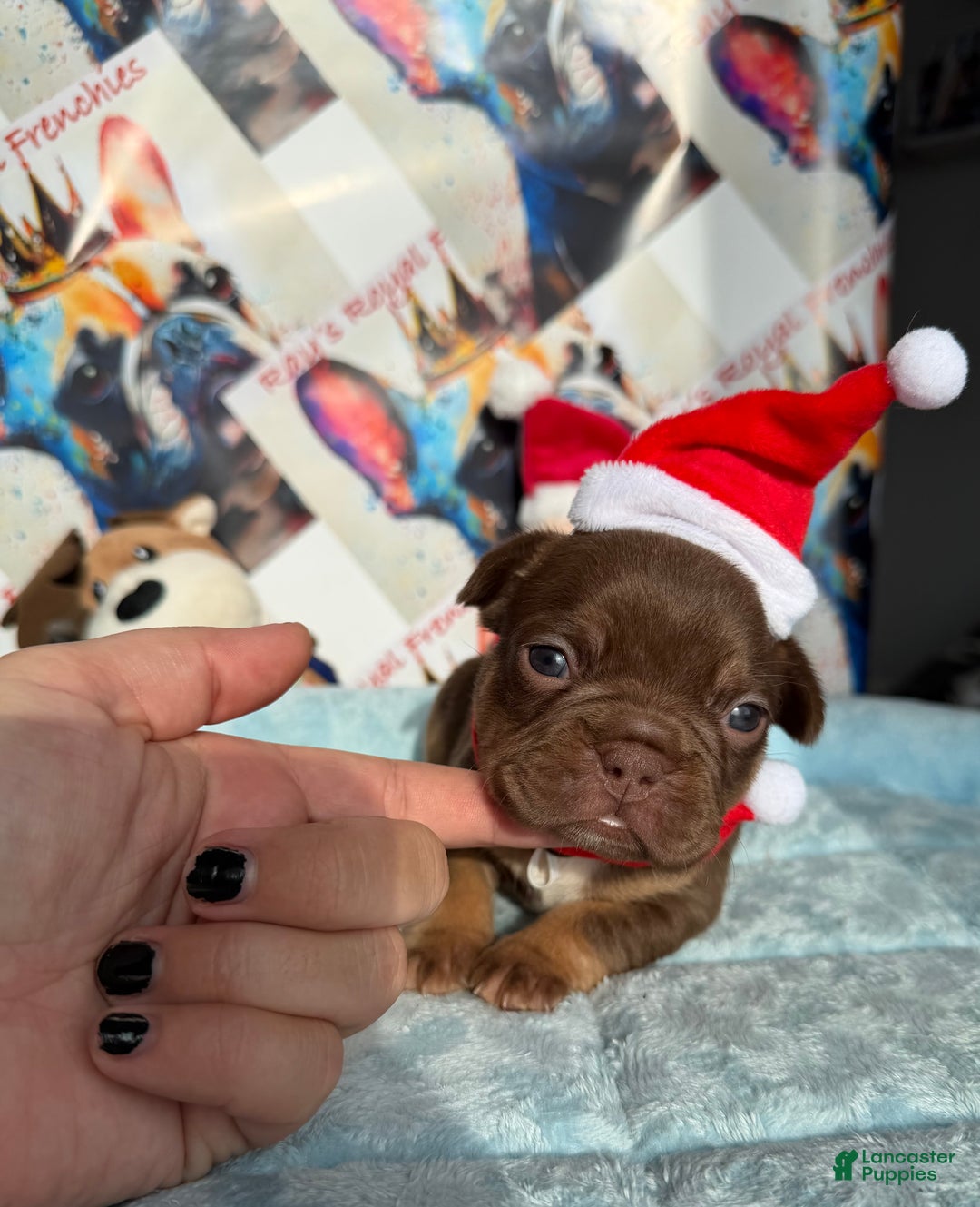 French Bulldog dogs for sale: Pumpkin - Ad 3