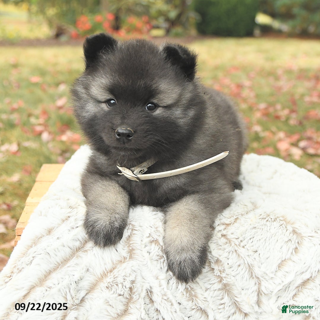 Keeshond dogs for sale: Nugget - Ad 6