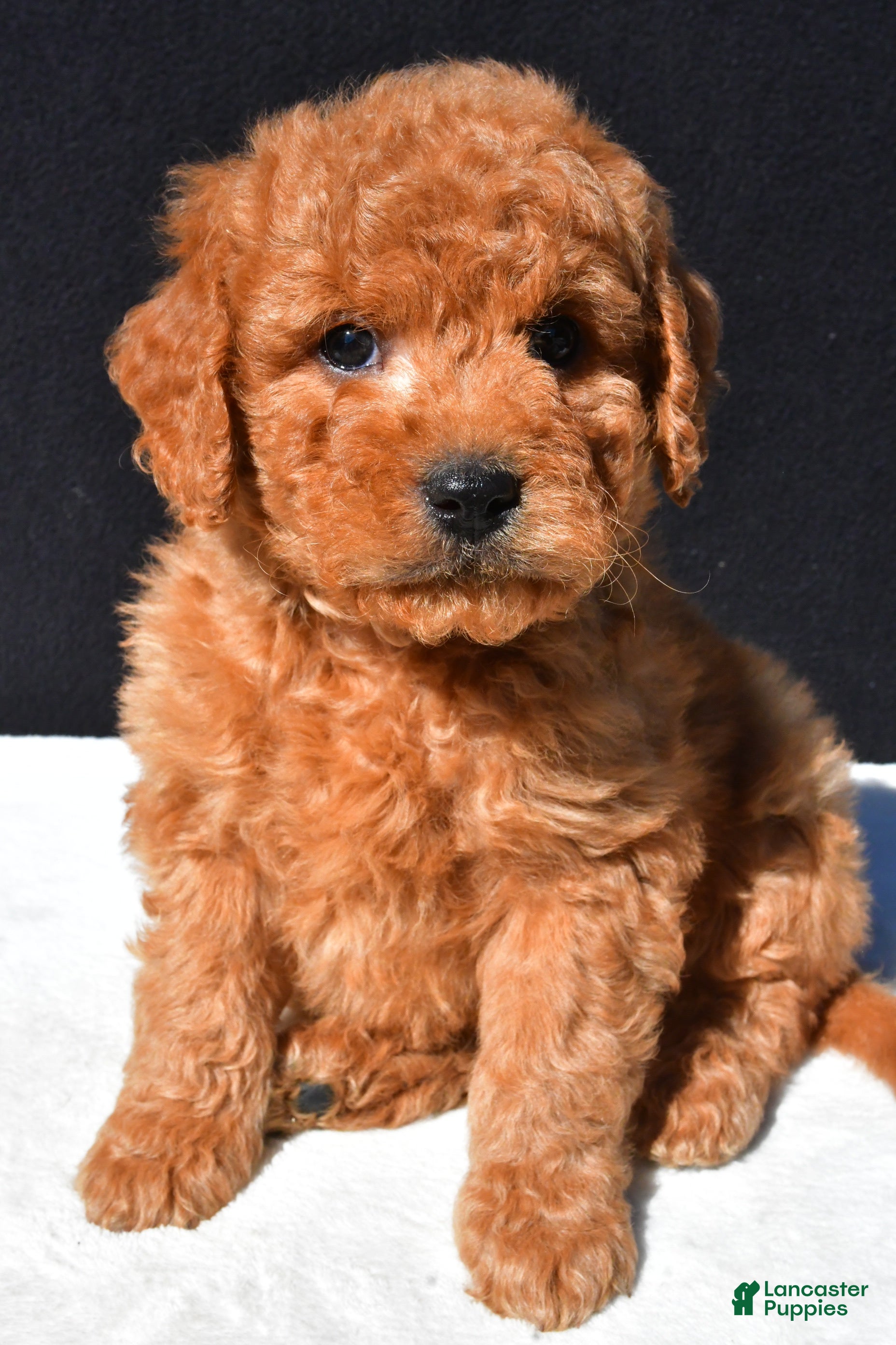 Mini Goldendoodle dogs Teddy - Ad 2