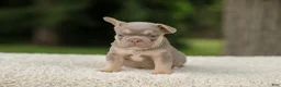 French Bulldog dogs for sale: Denver - Ad 6