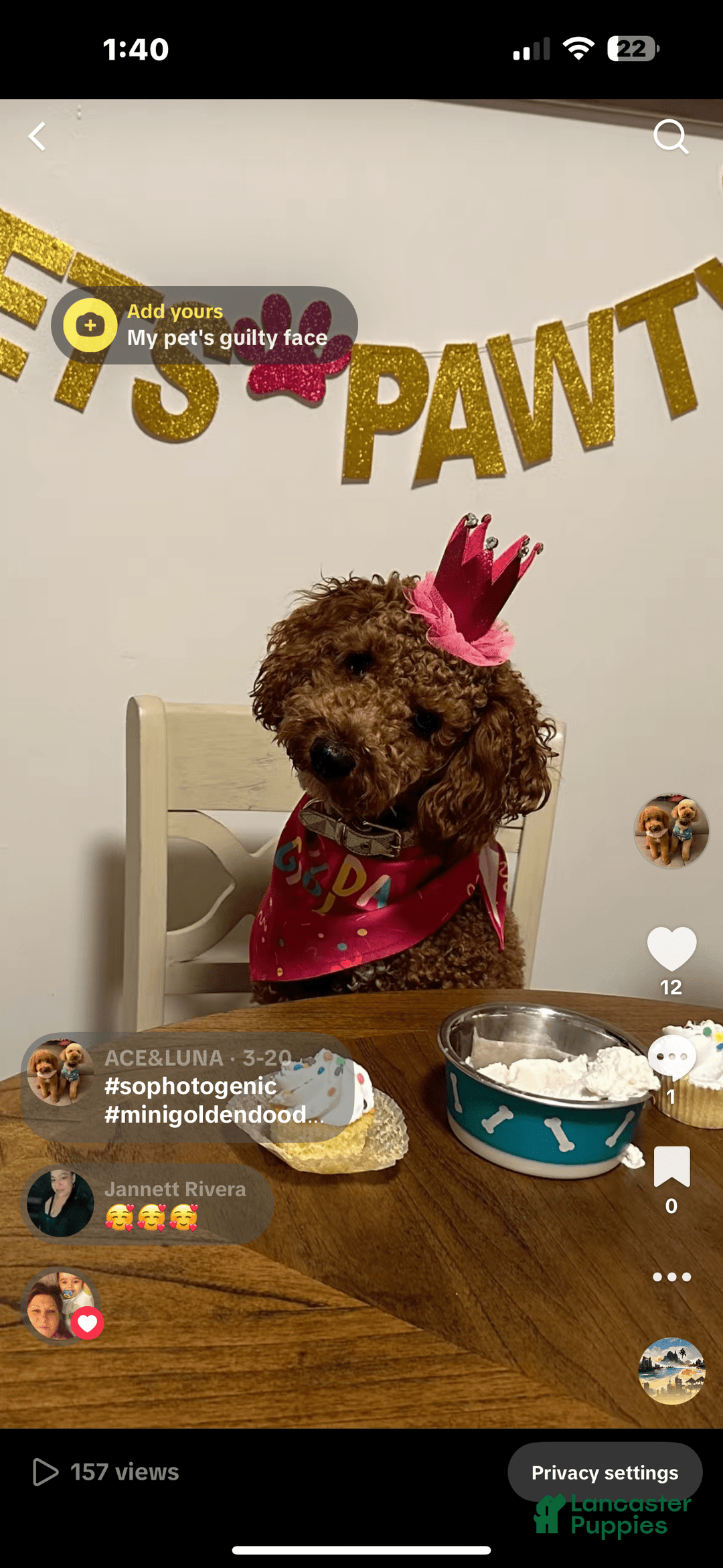 Goldendoodle dogs for sale: Milo - Ad 5