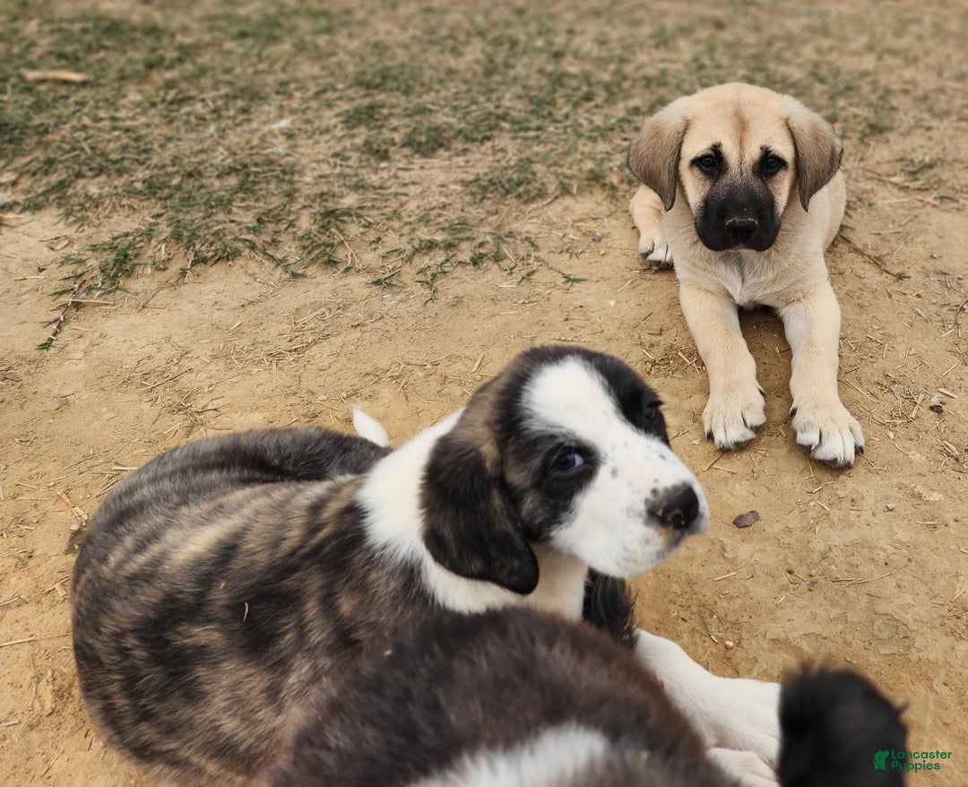 Anatolian Shepherd dogs for sale: AKC Blue M1 ASD puppy - Ad 16