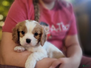 Cavalier King Charles Spaniel dogs Bryce - Ad 27