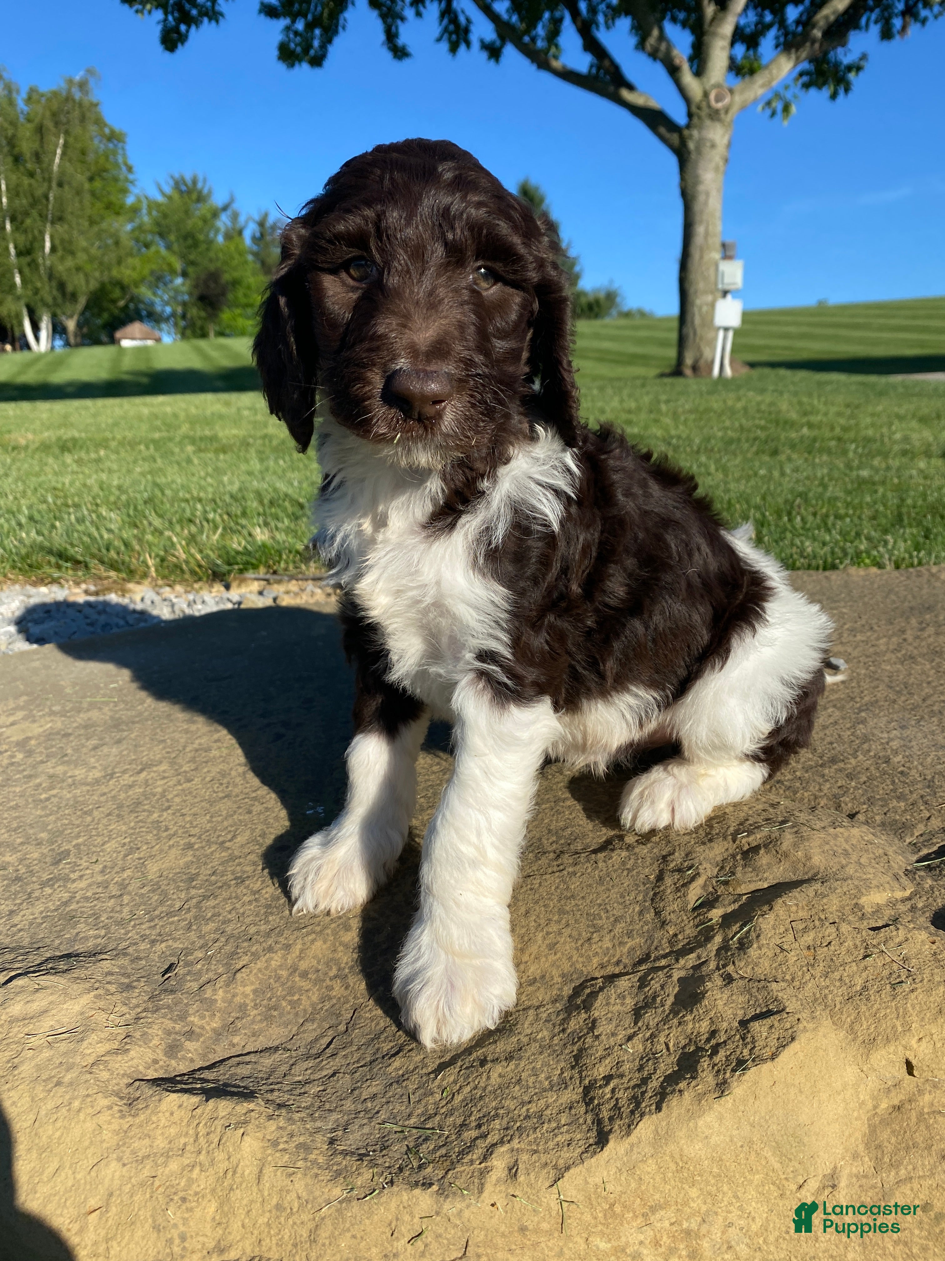 Labradoodle dogs F1bb Finn - Ad 1