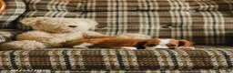 Cavalier King Charles Spaniel dogs for sale: Karl - Ad 4