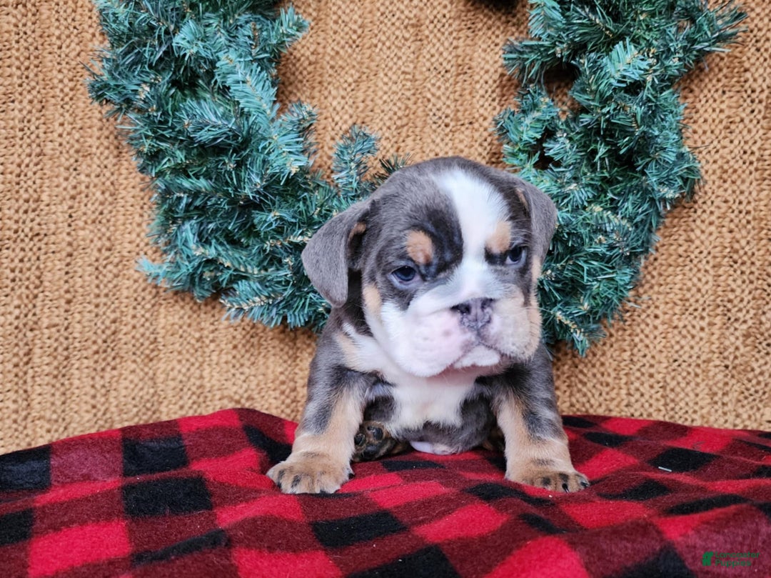 English Bulldog dogs for sale: Elliot - Ad 7