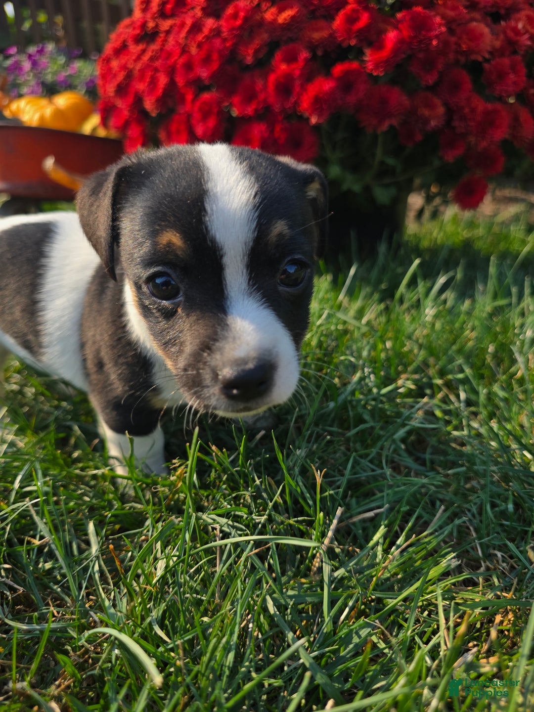 Jack Russell Terrier dogs for sale: Tootsie  - Ad 5