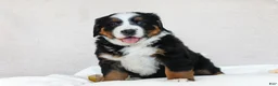 Bernese Mountain Dog dogs for sale: Jasmine - Ad 3
