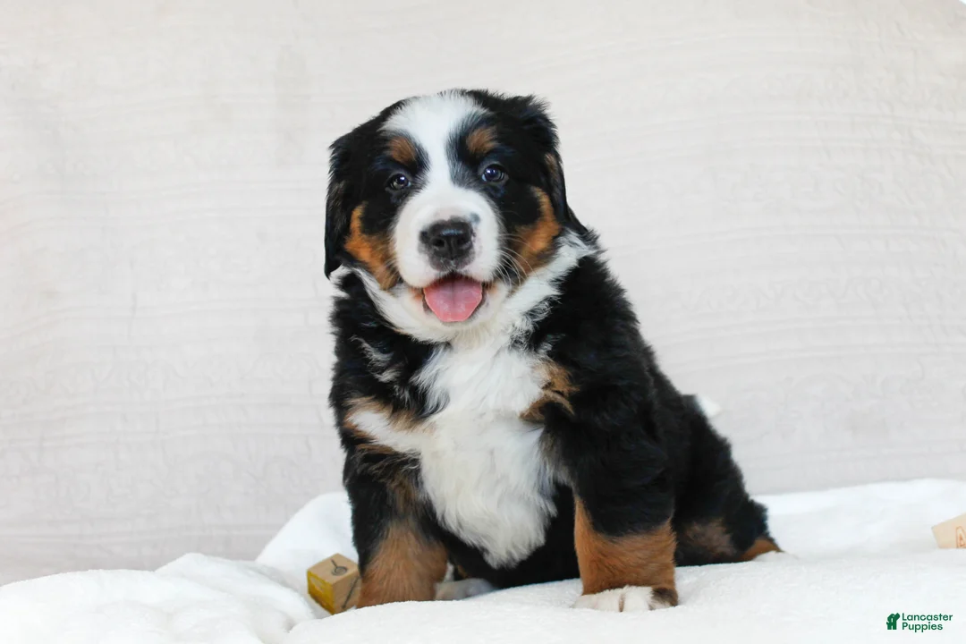 Bernese Mountain Dog dogs for sale: Jasmine - Ad 3