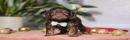 Cockapoo dogs for sale: Leo - Ad 6