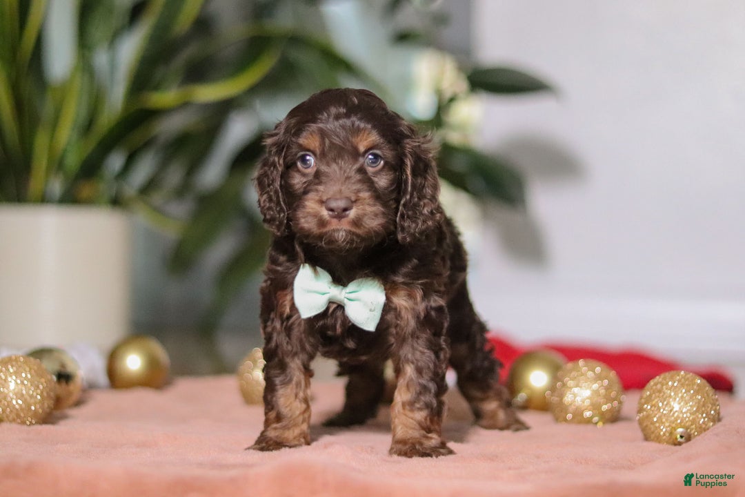 Cockapoo dogs for sale: Leo - Ad 6