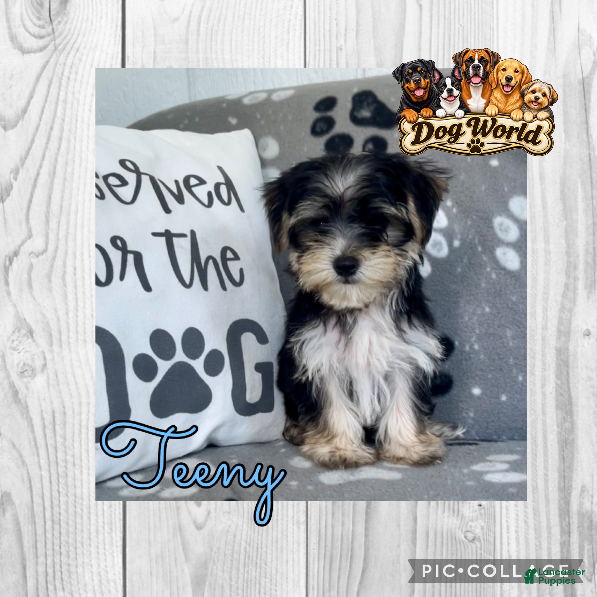 Morkie dogs Morkie 1 - Ad 1