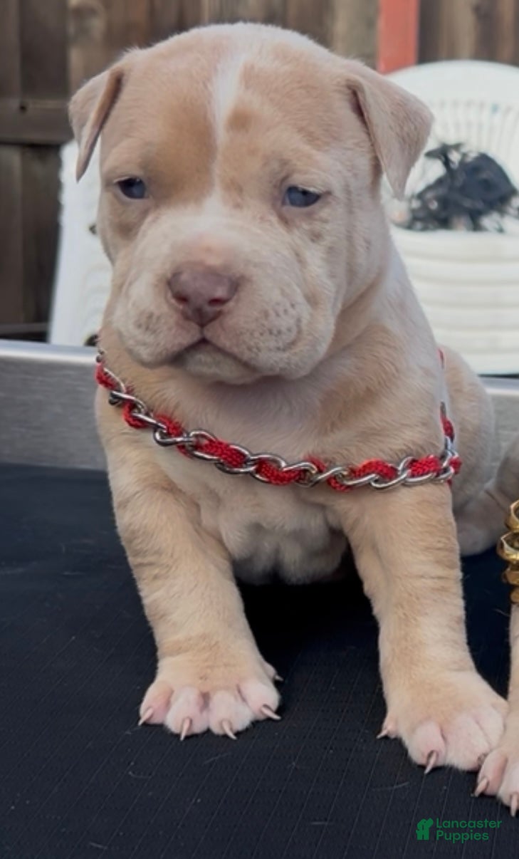 American Bully dogs Chucky - Ad 20