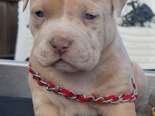 American Bully dogs Chucky - Ad 32