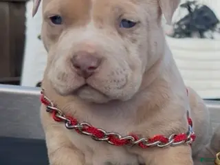 American Bully dogs Chucky - Ad 32