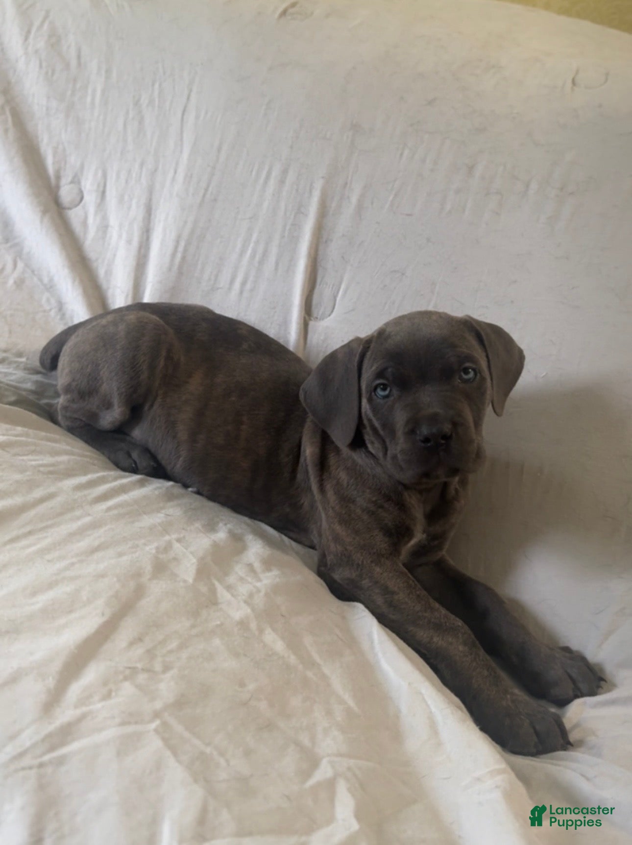 Cane Corso dogs Prima  - Ad 1