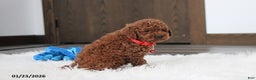 Toy Poodle dogs for sale: Abaro - Ad 6